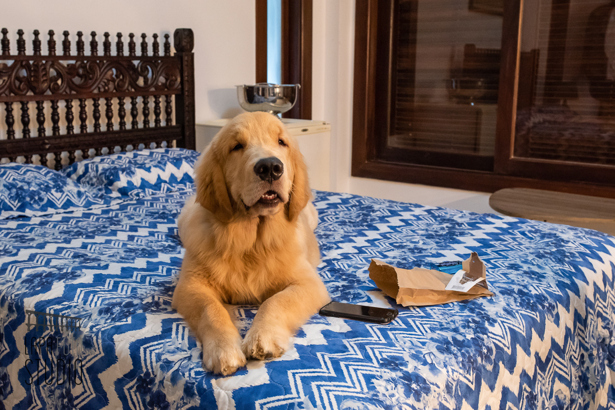 Cachorro dos noivos deitado na cama durante making of no espaço paradisus