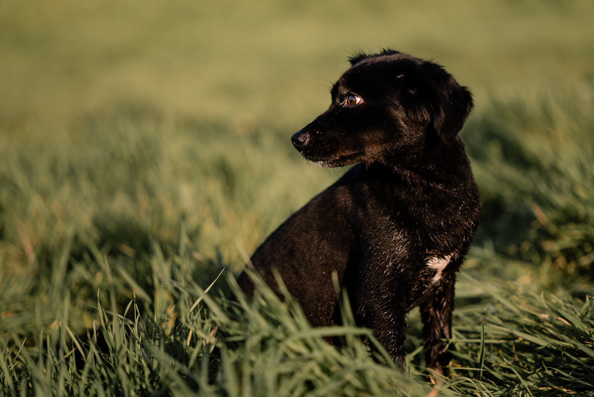 sessão fotográfica cão