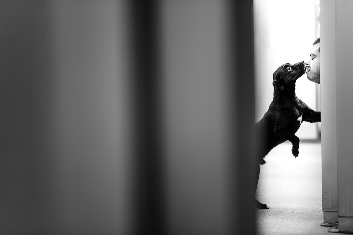 sessão fotográfica cão