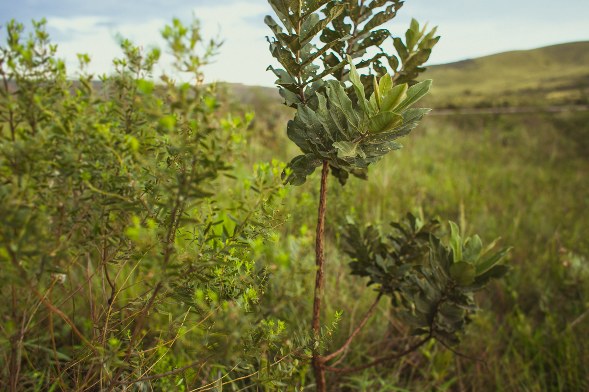 emotion fotografia, fotografia, fotografia de casamento, fotografo de casamento,fotografo de casamento em bh, bh fotografo, bh casamentos, casamento belo horizonte, amor, love, pre casamento,save the date,buque, vestido de noiva, noivas mineiras, sapato d