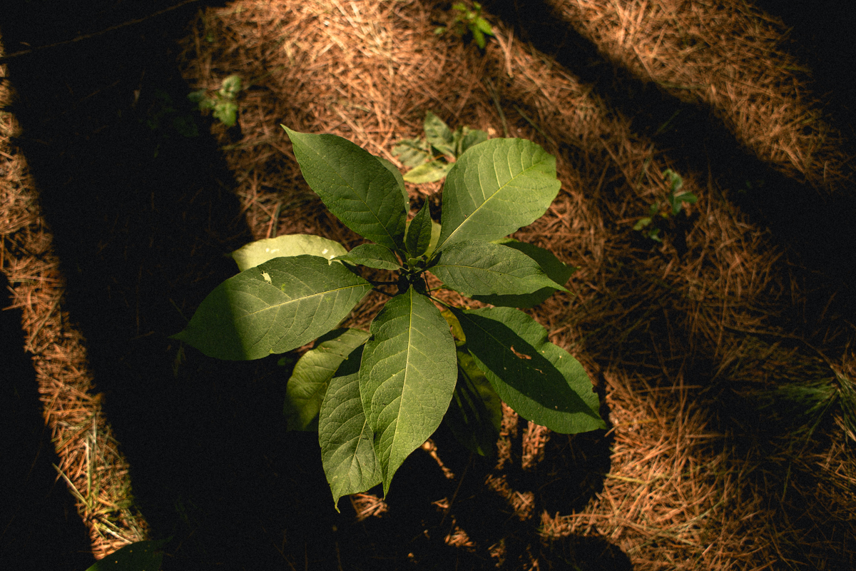 emotion fotografia, fotografia, fotografia de casamento, fotografo de casamento,fotografo de casamento em bh, bh fotografo, bh casamentos, casamento belo horizonte, amor, love, pre casamento,save the date,buque, vestido de noiva, noivas mineiras, sapato d