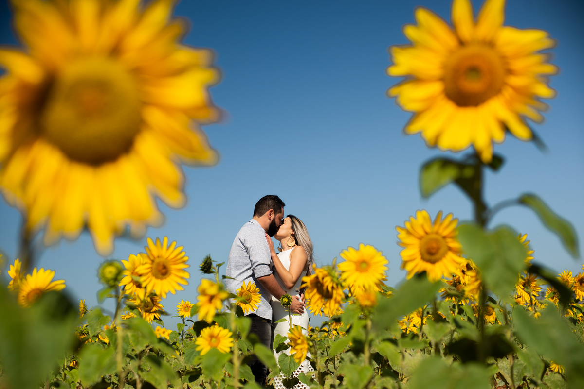 Pre Wedding em Holambra, Pre Casamento em Holambra, Fotografo de casamento, Casamento em Holambra, Fotografo em Holambra, Feira das flores, Girassol, Plantação de Girassol