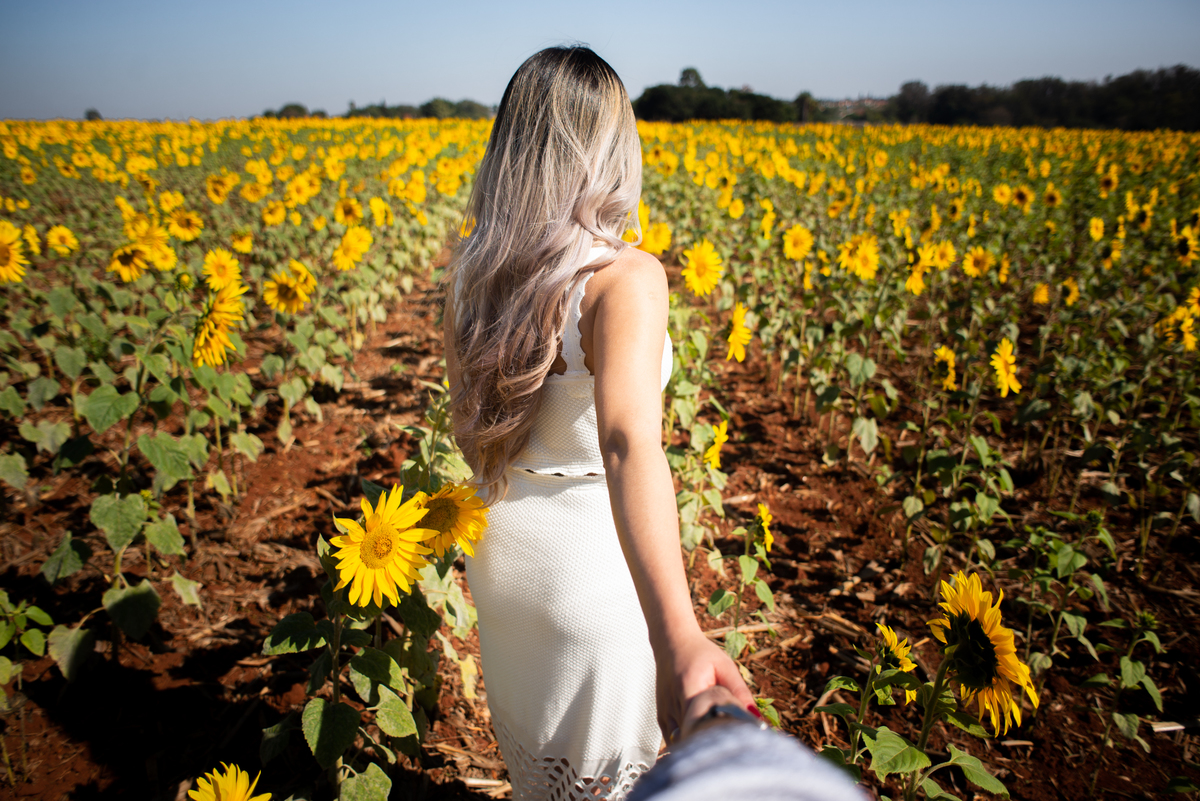 Pre Wedding em Holambra, Pre Casamento em Holambra, Fotografo de casamento, Casamento em Holambra, Fotografo em Holambra, Feira das flores, Girassol, Plantação de Girassol