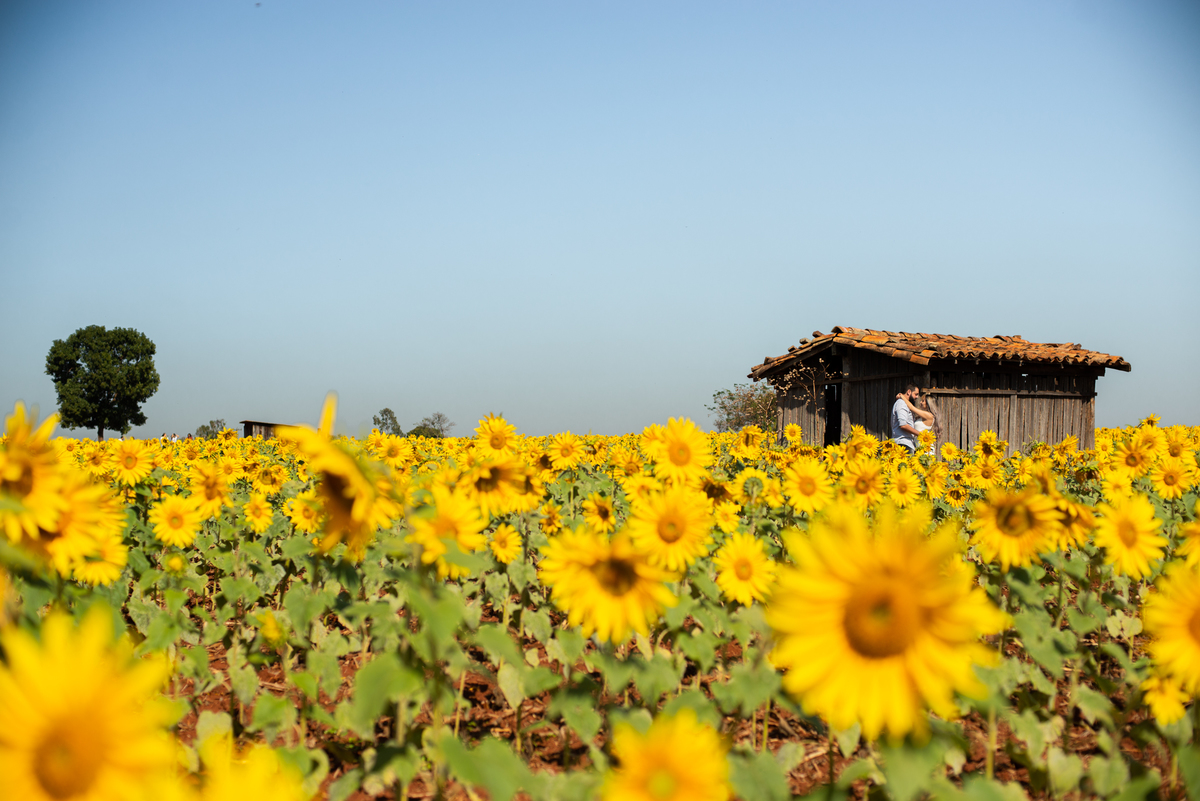 Pre Wedding em Holambra, Pre Casamento em Holambra, Fotografo de casamento, Casamento em Holambra, Fotografo em Holambra, Feira das flores, Girassol, Plantação de Girassol