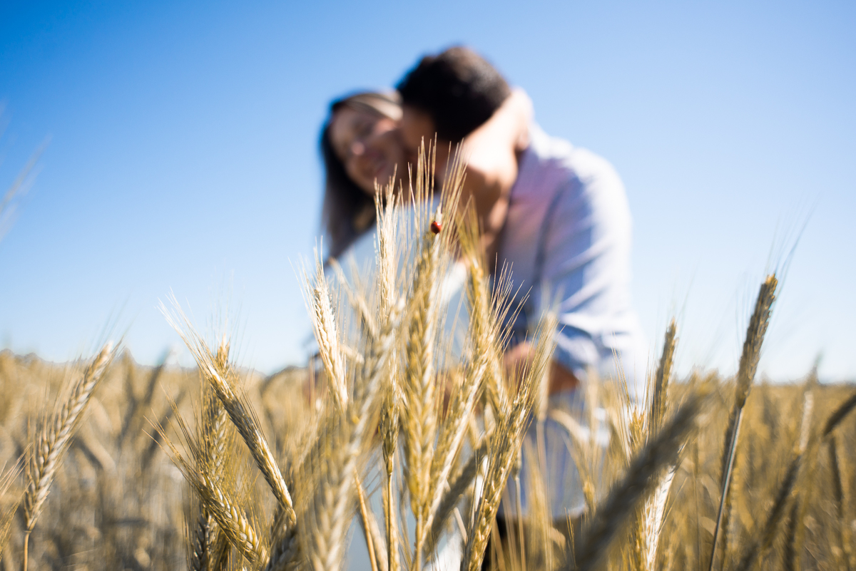 Pre Wedding em Holambra, Pre Casamento em Holambra, Fotografo de casamento, Casamento em Holambra, Fotografo em Holambra, Feira das flores, Girassol, Plantação de Girassol