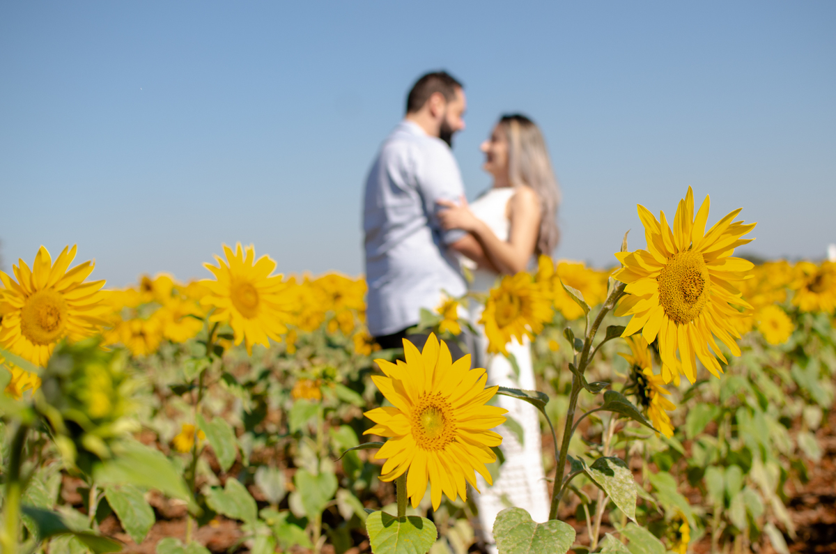 Pre Wedding em Holambra, Pre Casamento em Holambra, Fotografo de casamento, Casamento em Holambra, Fotografo em Holambra, Feira das flores, Girassol, Plantação de Girassol
