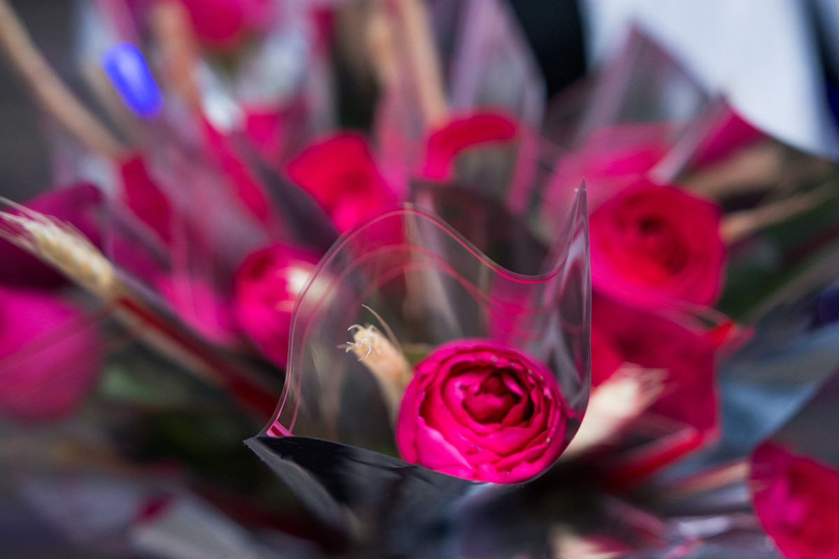rosas das damas para a valsa de debutante