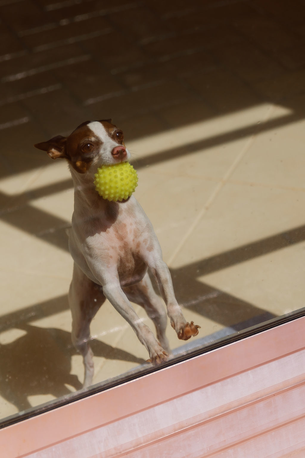 casamento-diurno-intimista-fotografo-casadascia-ribeirao-preto-fotografia-noiva-noivos-minimalista-asthetic-ar-livre-gramado-por-do-sol-entardecer-de-dia