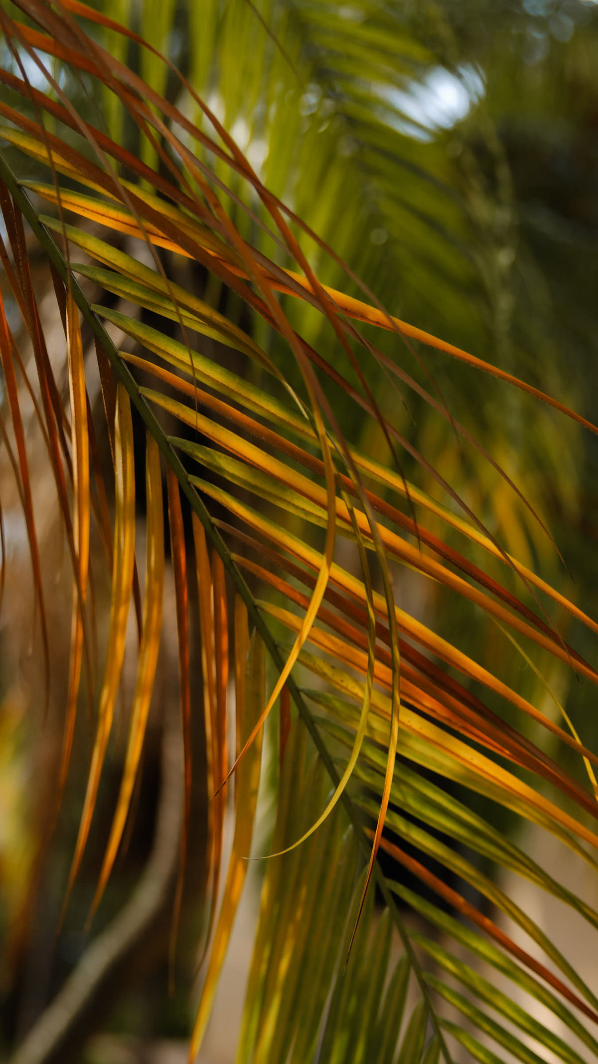 fotografo-casamento-ribeirao-preto