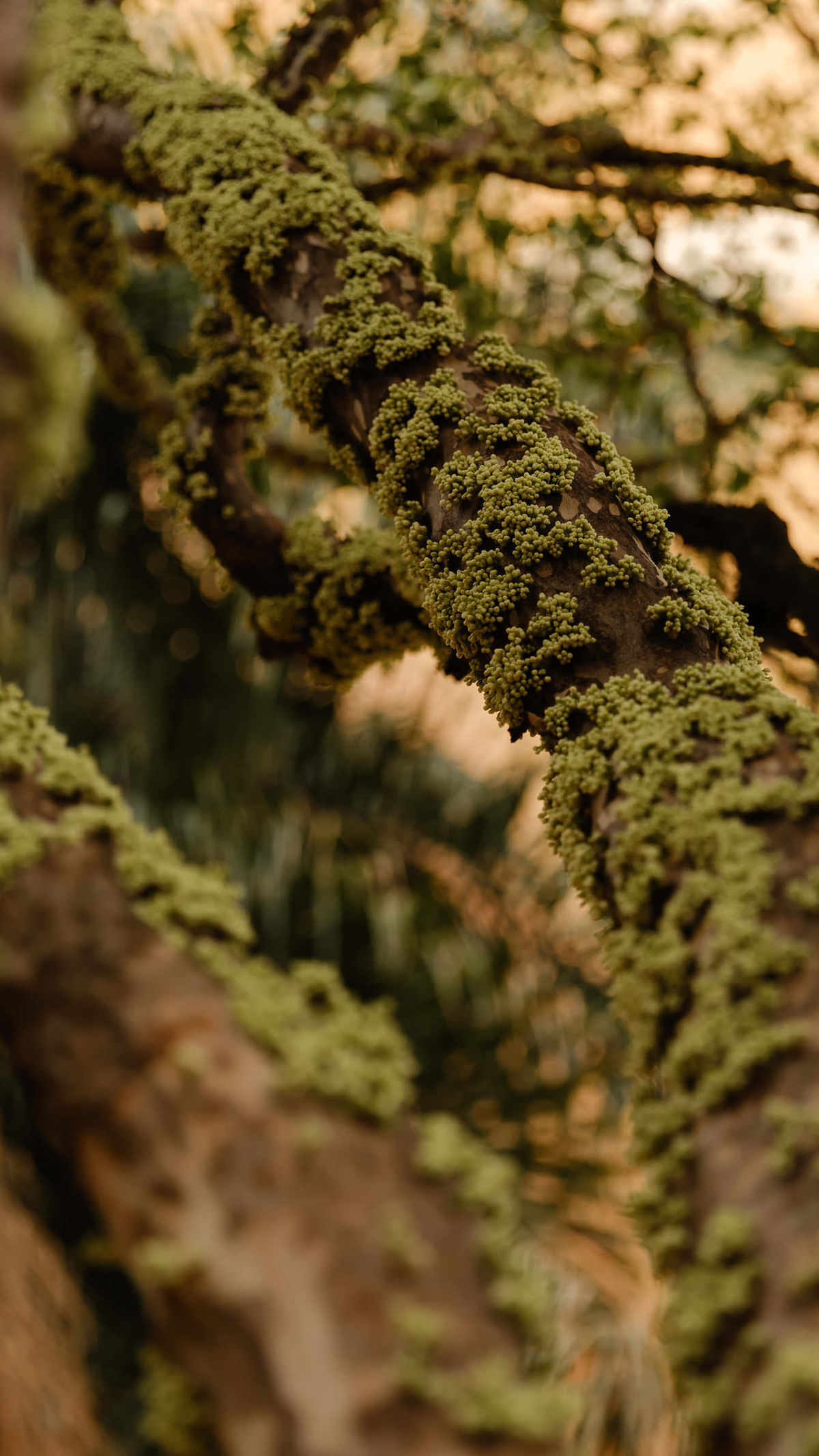 fotografo-casamento-ribeirao-preto