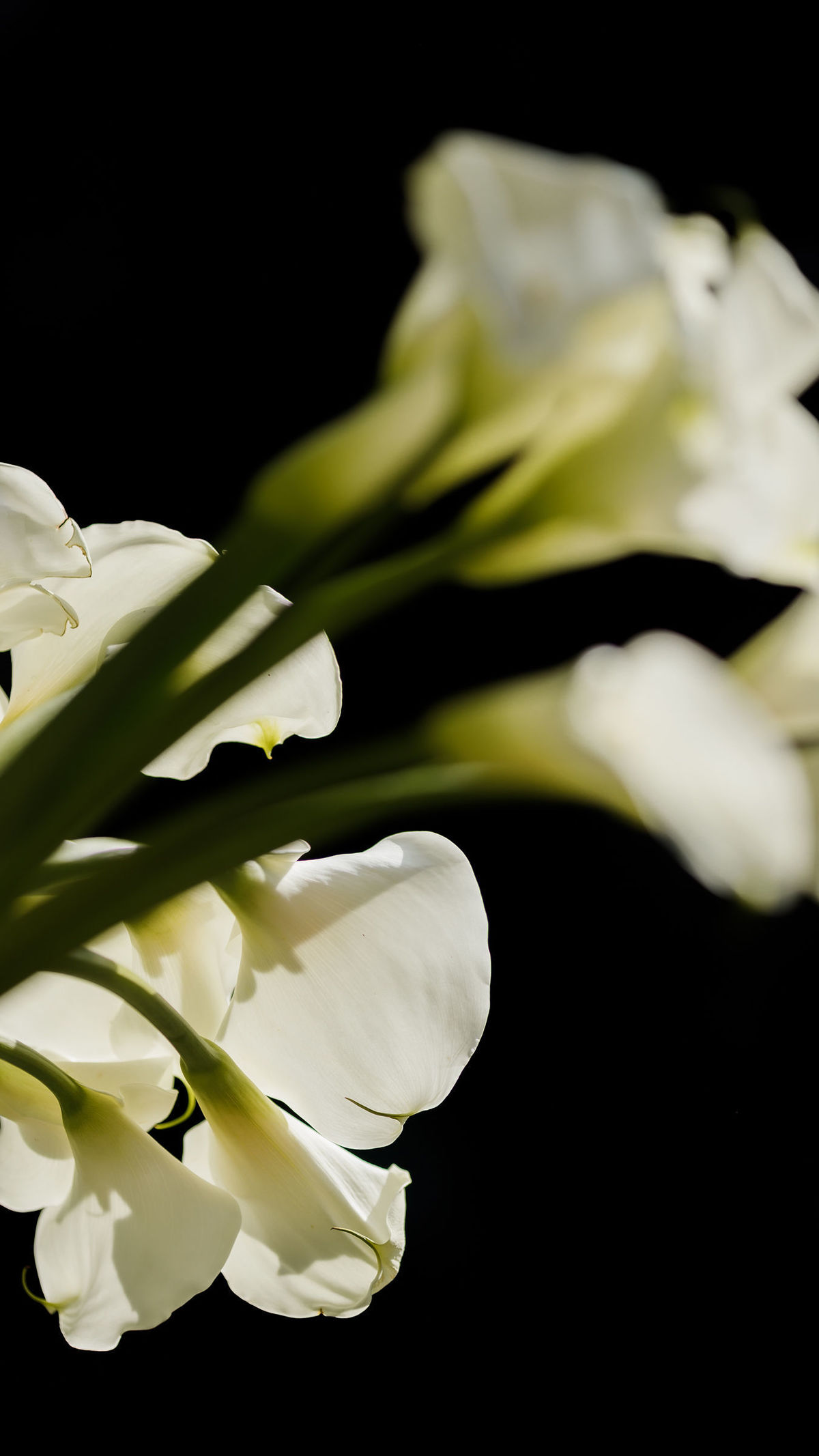 casamento-fotografo-le-jardin-ribeirao-preto-fotografia-noiva-noivos-lucas-anderi-andrezza-minotto-luxuoso-luxo-fabricio-roque-decoracao-asthetic-ar-livre-gramado-por-do-sol-entardecer-de-dia-igreja-leonardo-aguiar-carlos-damas