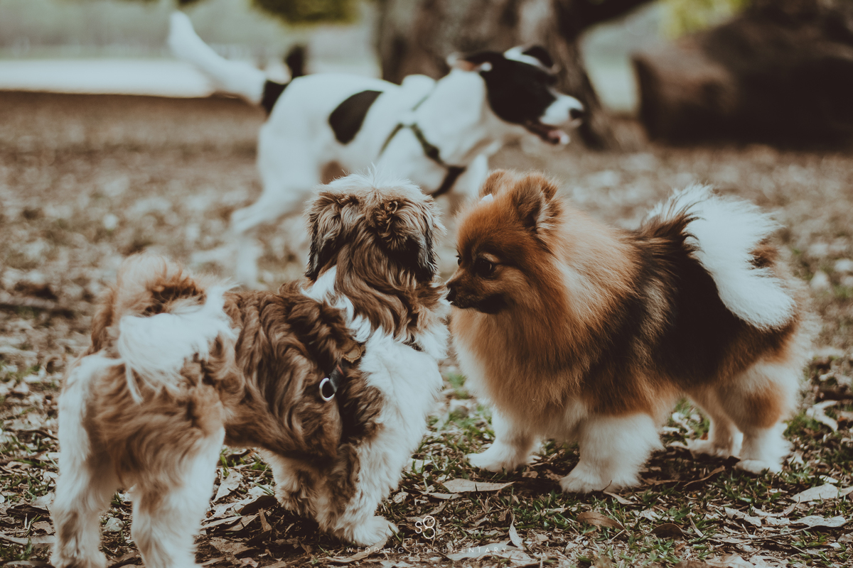 Cachorros em ensaio fotográfico em São Paulo capital