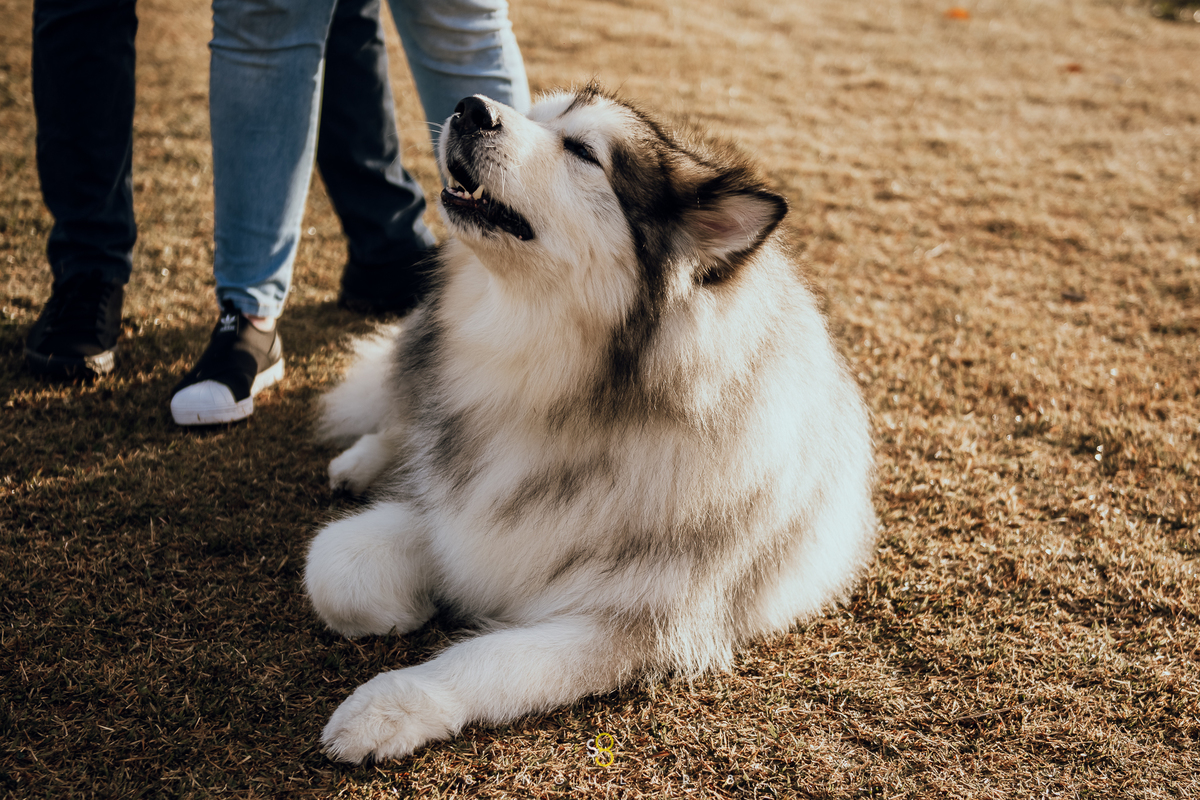 Malamute do Alaska em ensaio pré casamento em São Paulo