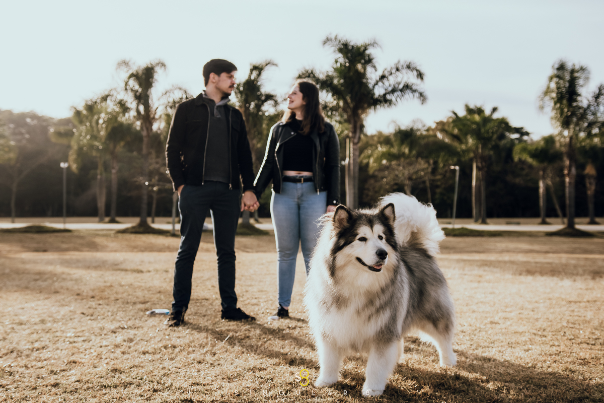 Fotografia de ensaio pre casamento com malamute do alaska no parque vila lobos