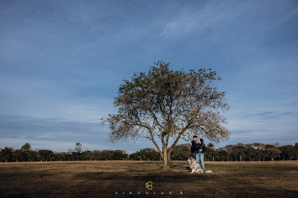 fotografia de ensaio pré casamento no parque villa lobos com malamute do alaska