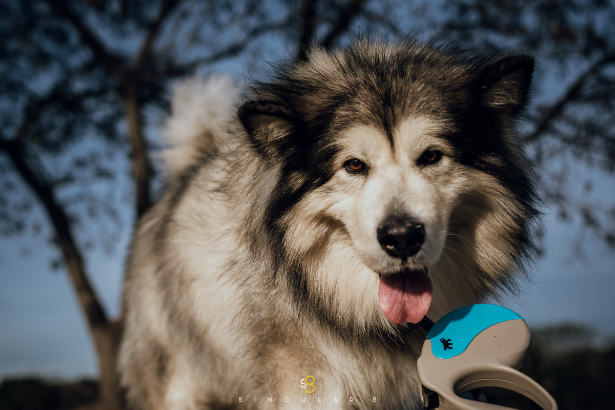 Fotografia de cachorro no parque villa lobos em São Paulo 