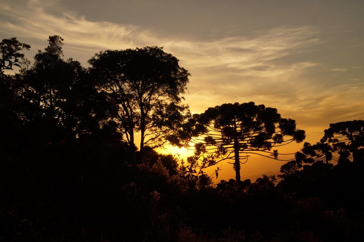 Imagem capa - Processo de criação para logotipo por Thayrine Lambert Miranda