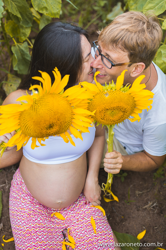 Gravidos lindo plantação de Girassol