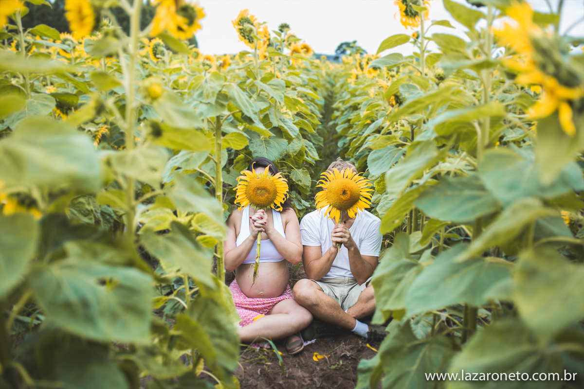 Ensaio gestante expontâneo em plantação de girassol