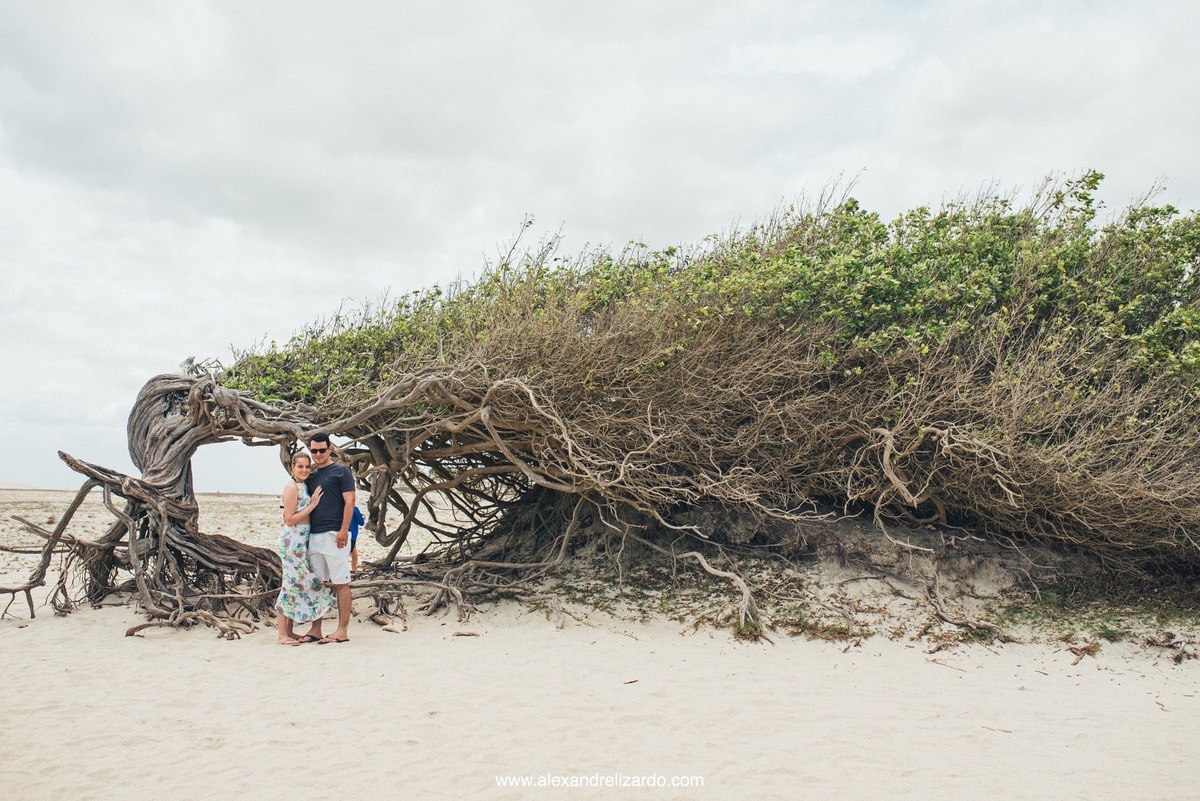 arvore da preguiça em Jericoacora 
