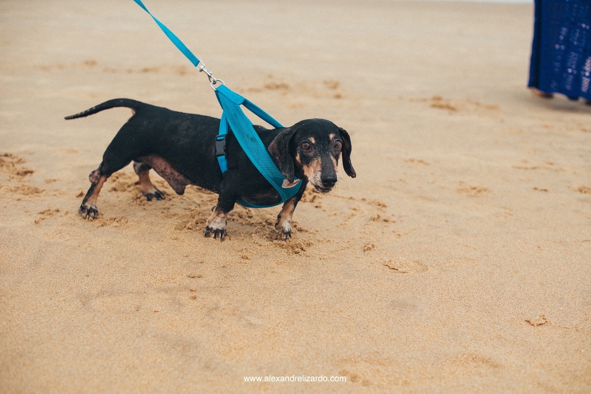 cachorro participando do ensaio