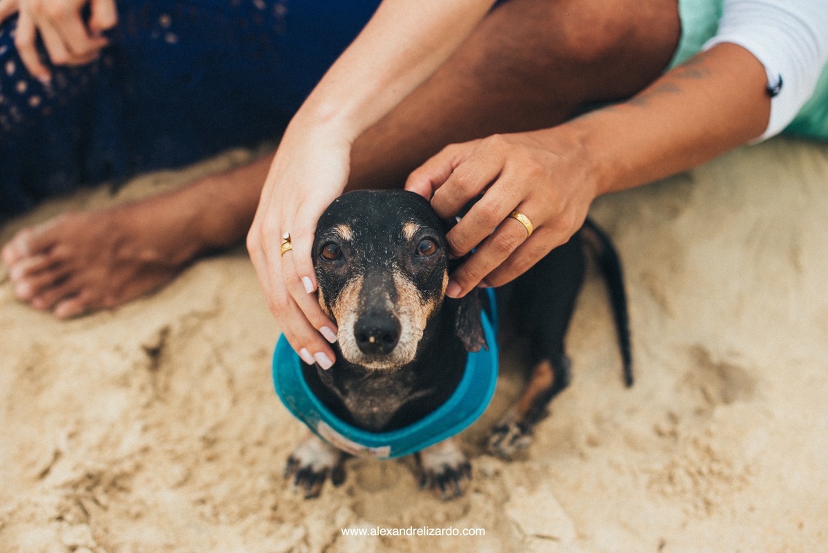 cachorro participando do ensaio