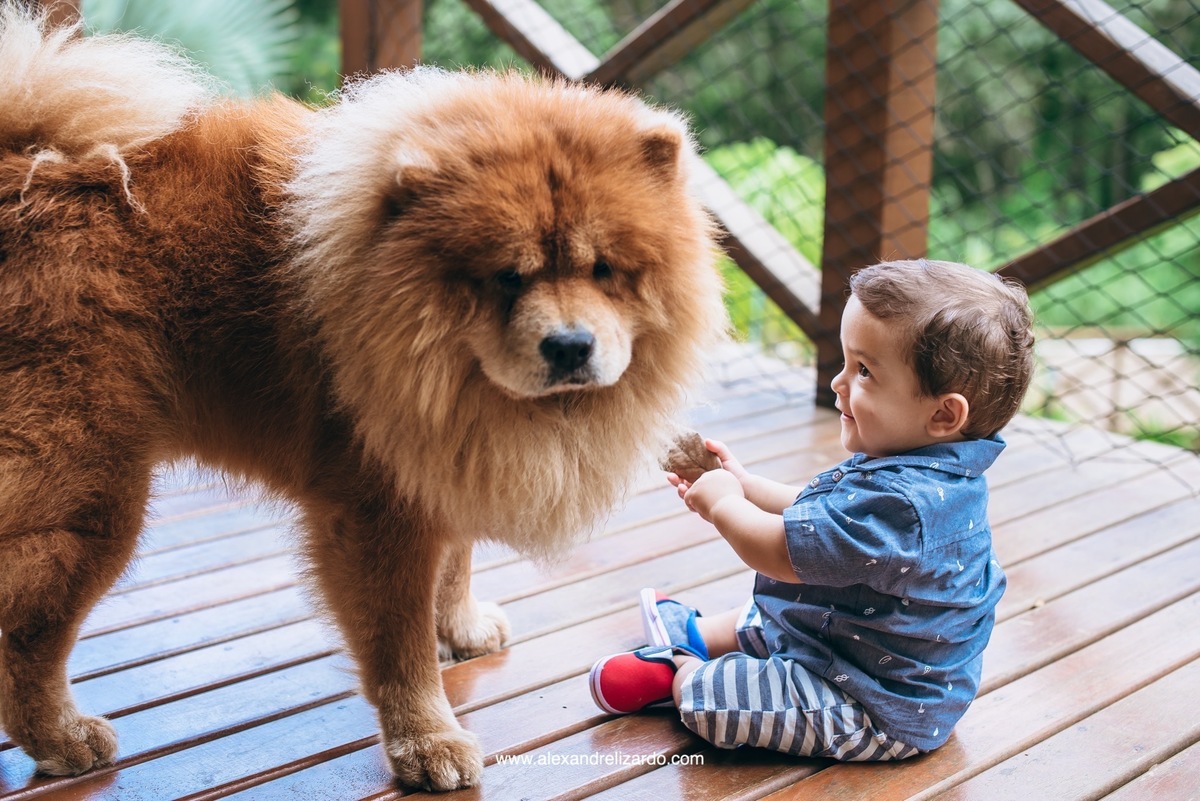 fotógrafo de família em Belo Horizonte, BH, alexandre lizardo, fotografia de família, ensaio infantil, criança, foto, retrato, photographer, child, family, brasil, minas gerais, brumadinho, ensaio de criança com cachorro