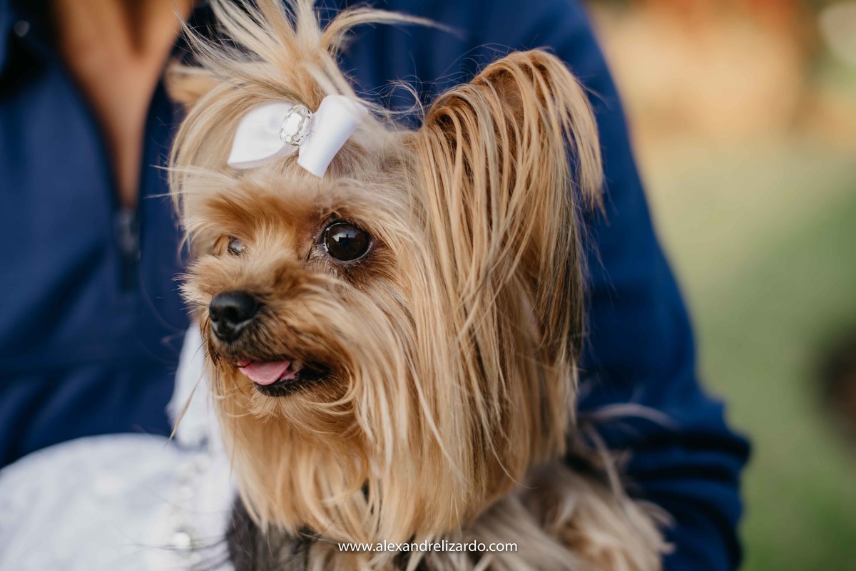 fotografo de casamento, fotografia de casamento, alexandre lizardo, belo horizonte, bh, noiva, noivo, noivas, casamento, alexandre lizardo, casar, vou casar, dicas, blog, casamento de dia, retiro das pedras