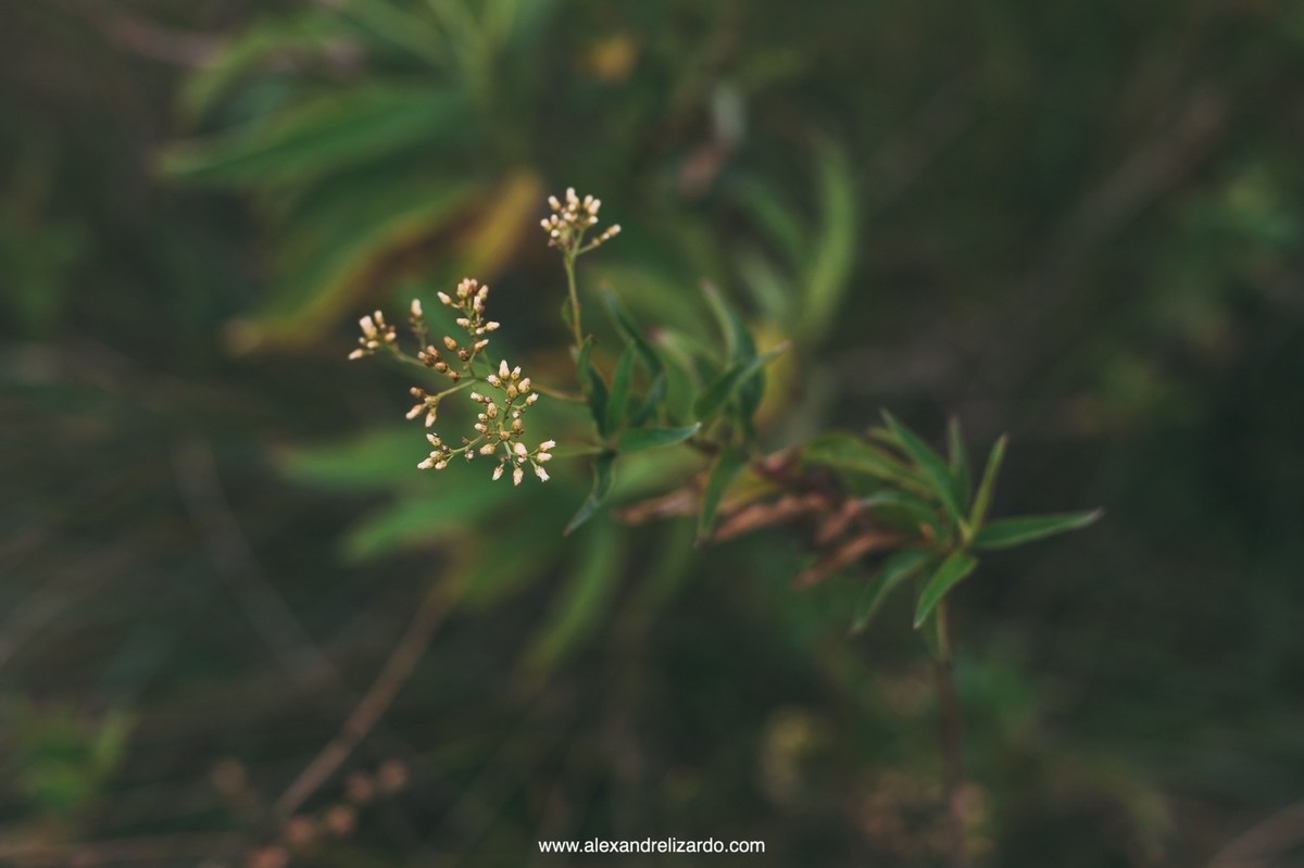lapinha da serra ensaio de pre casamento