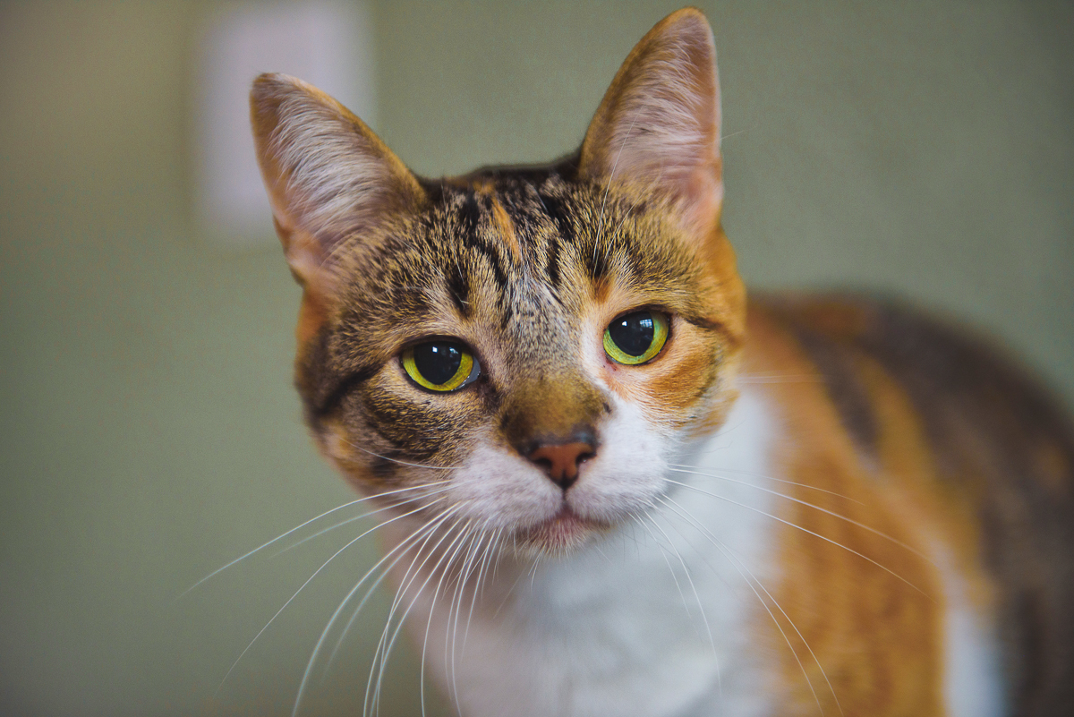 Gato registrado aos olhos do fotógrafo Marcio Janousek