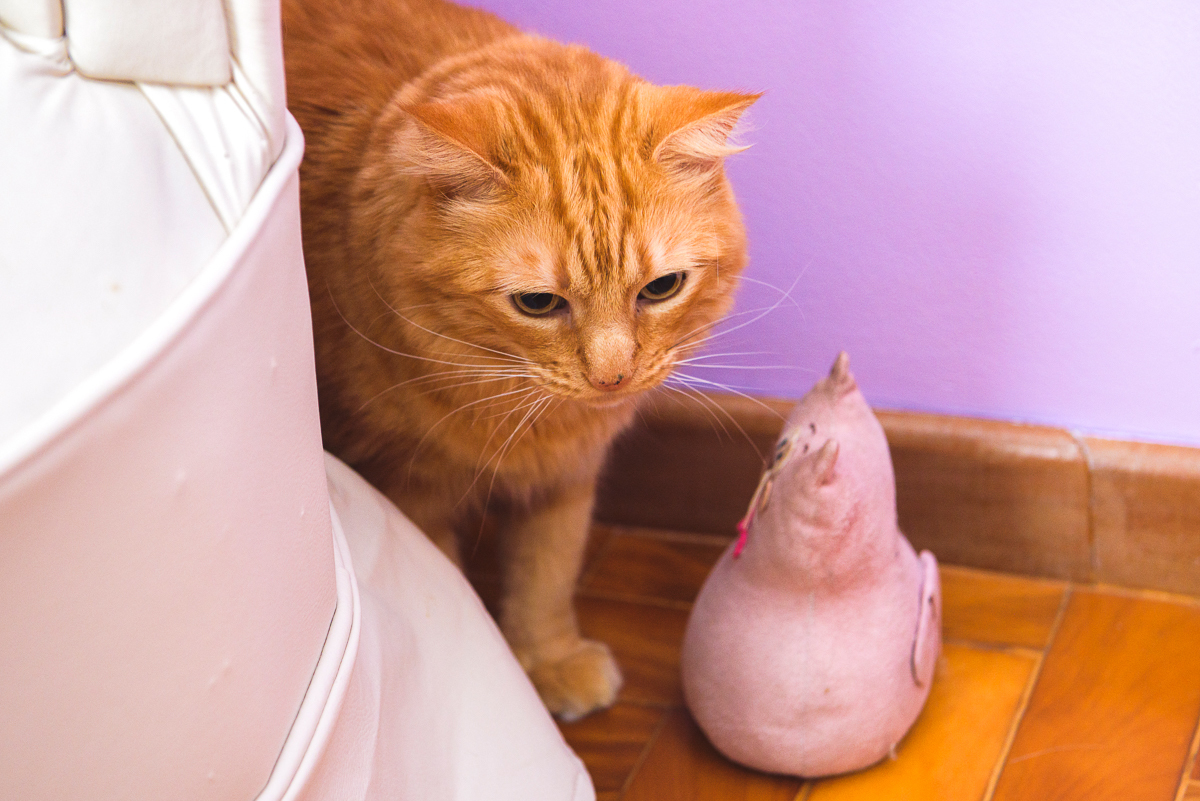 Gato na foto do ensaio da Arabela em S J Campos