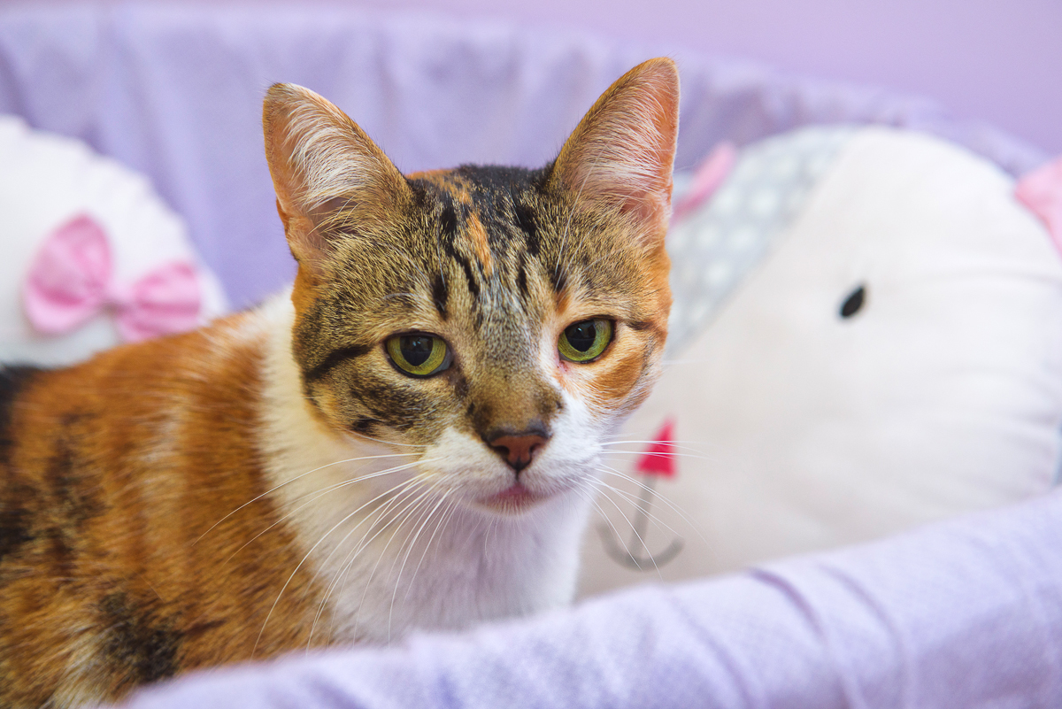 Quarto da bebe com gatinho na foto