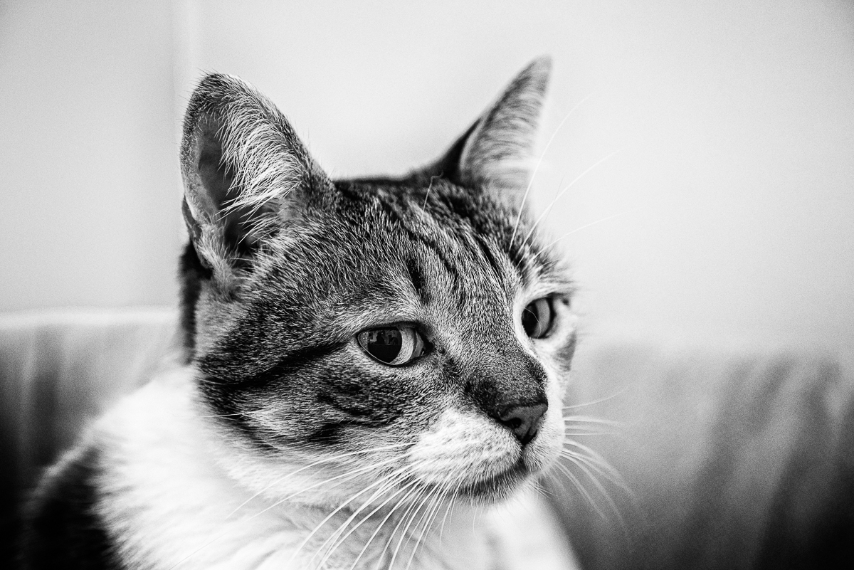 Gato faz parte de ensaio fotografico em casa