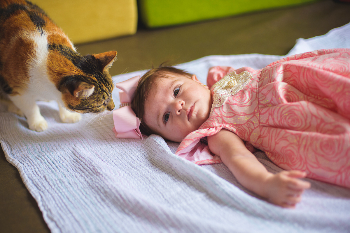 fotografia com gatos e bebês
