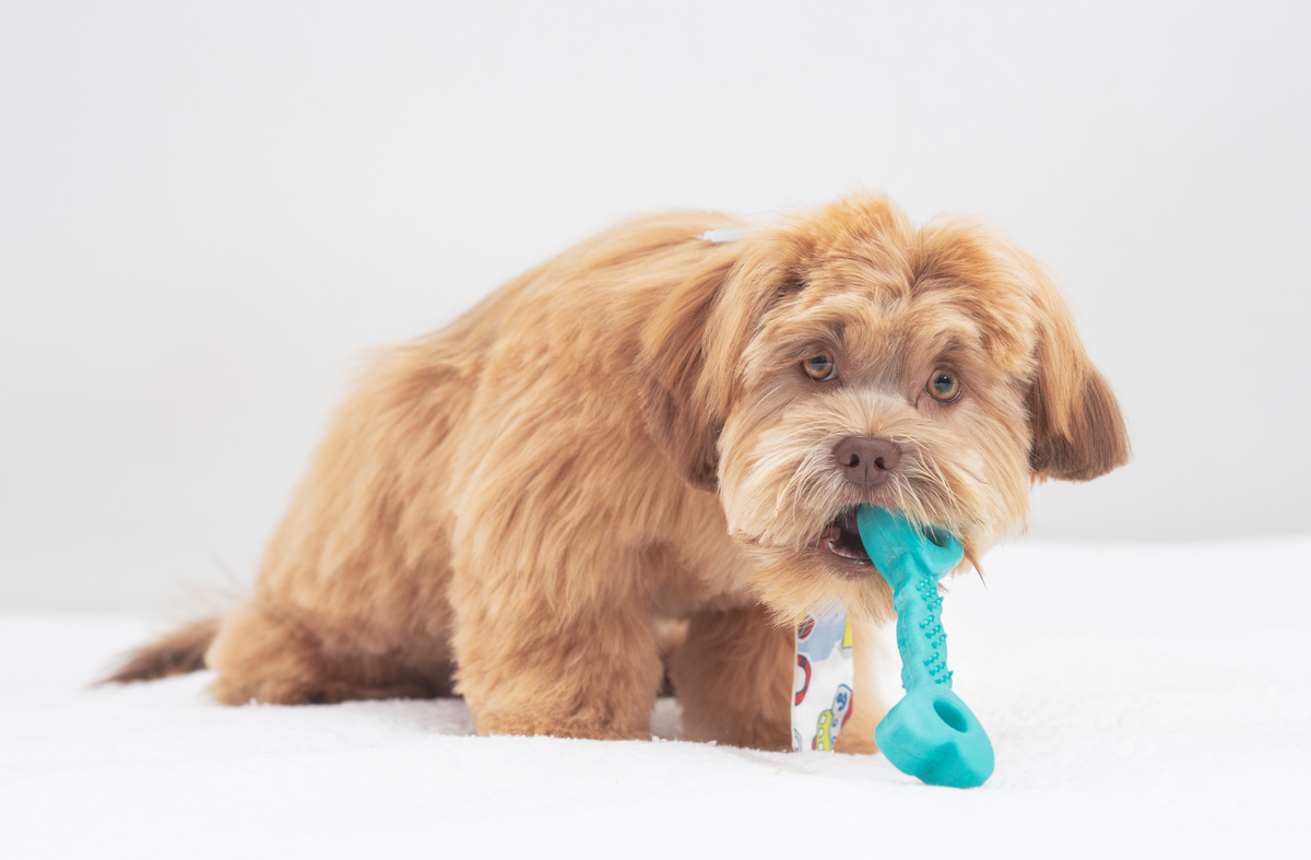 Cachorro pego de surpresa na foto em ensaio fotográfico  canino