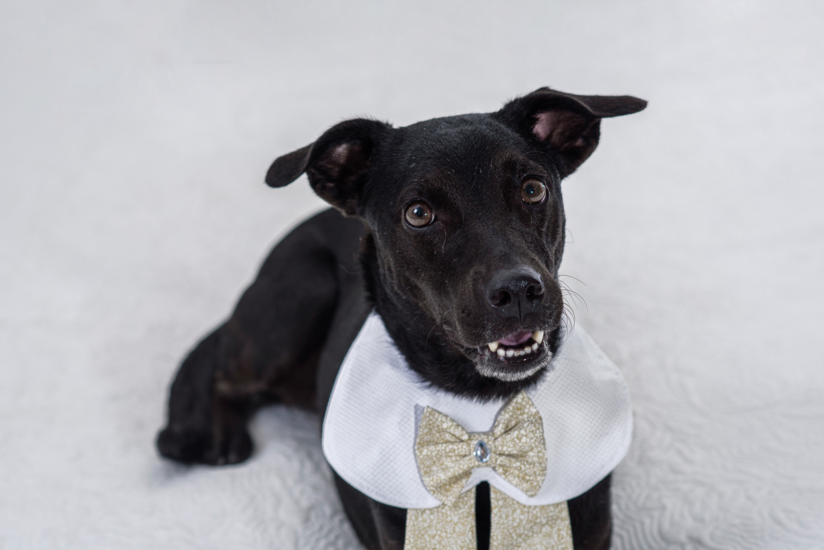 Não deixe de fotografar seu pet! 