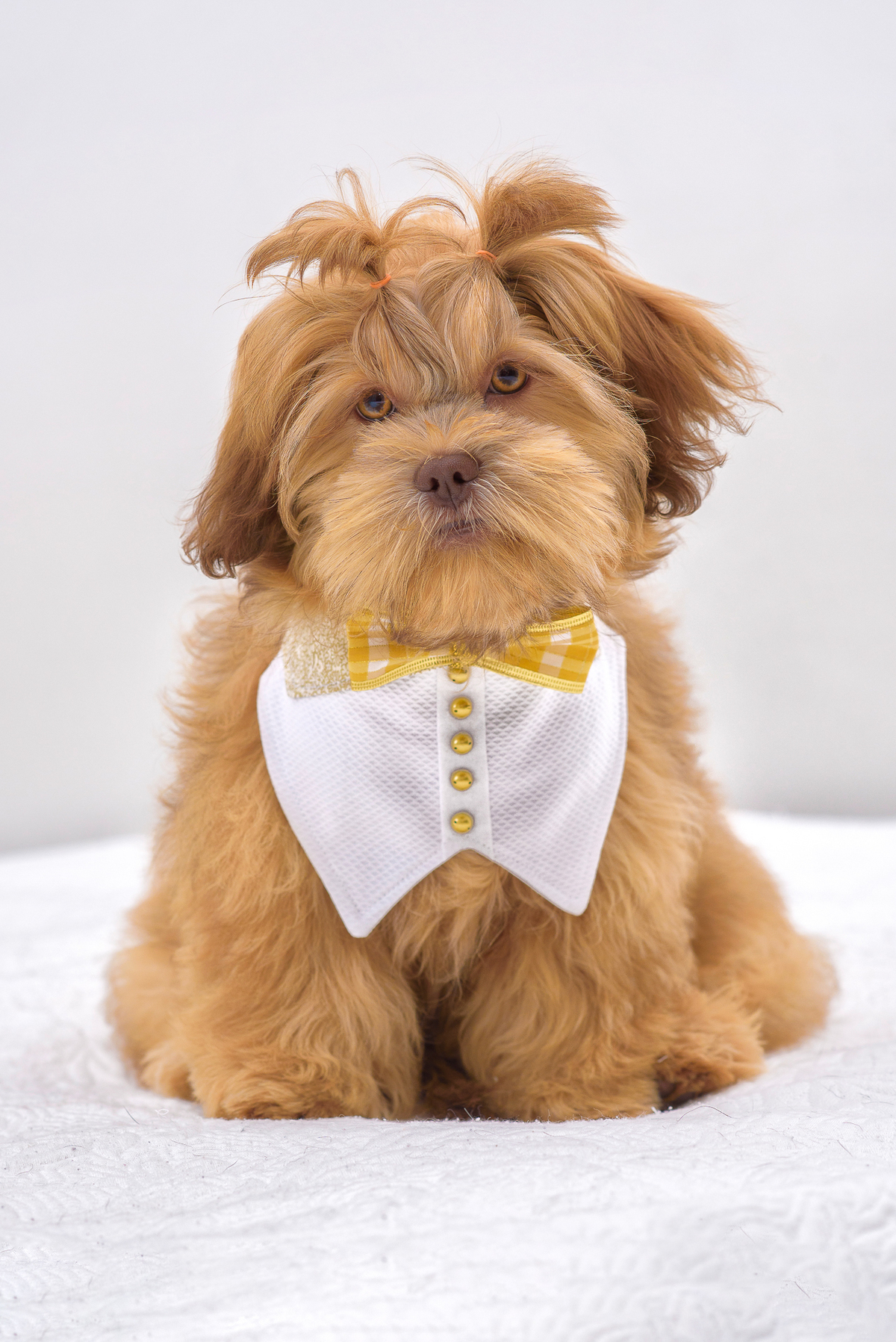 Fotografia voltada para pets: Cachorros, gatos