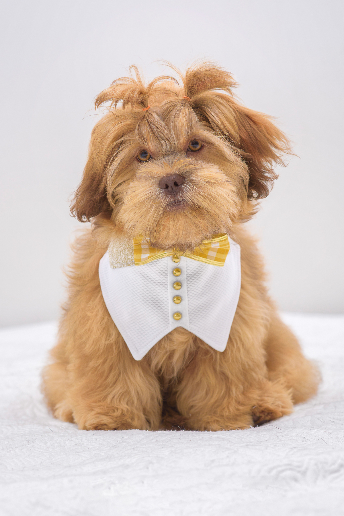 Seus Pets em Ensaios fotograficos em sjc