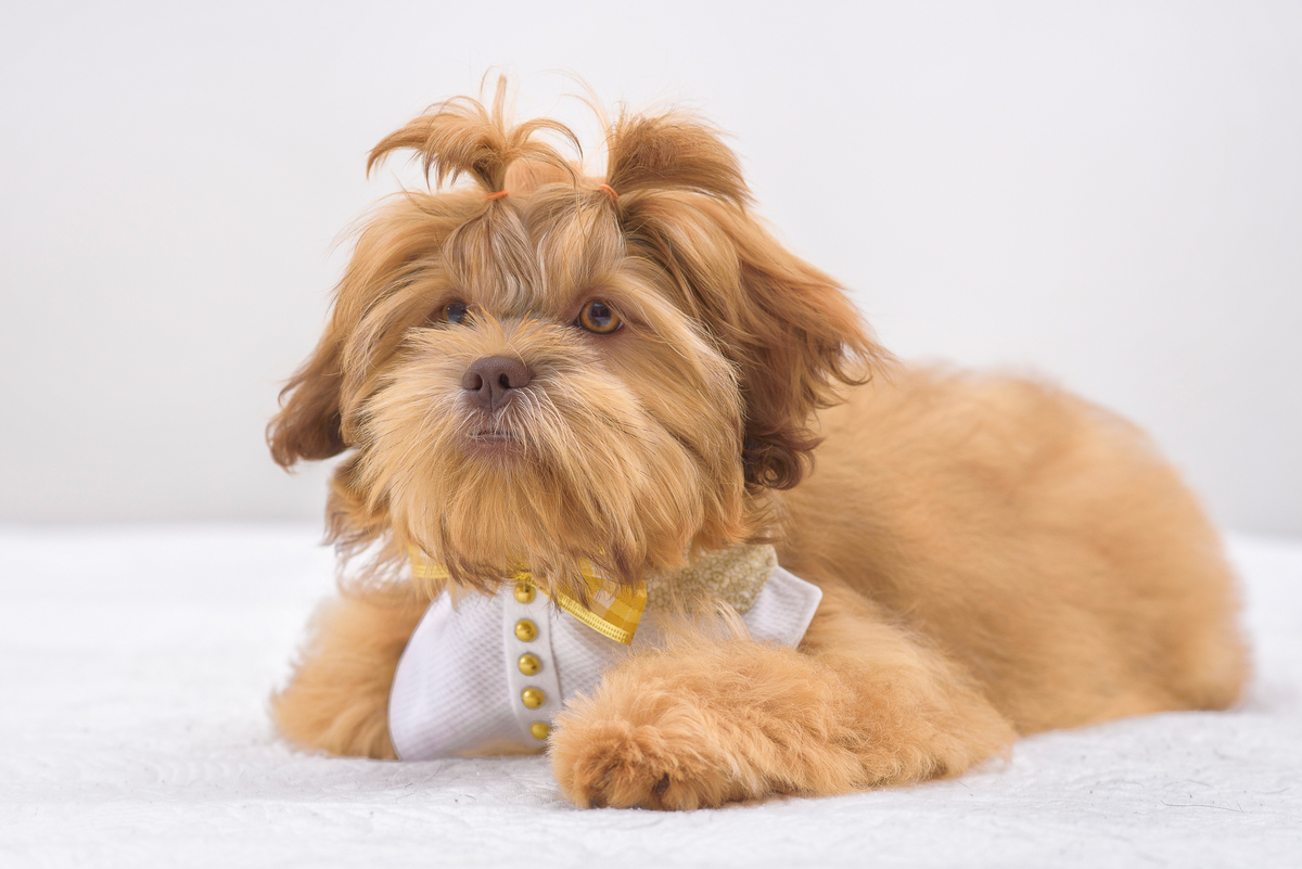 Foi uma sessão bem trabalhosa, porque este cachorro  tem uma energia bem alta 