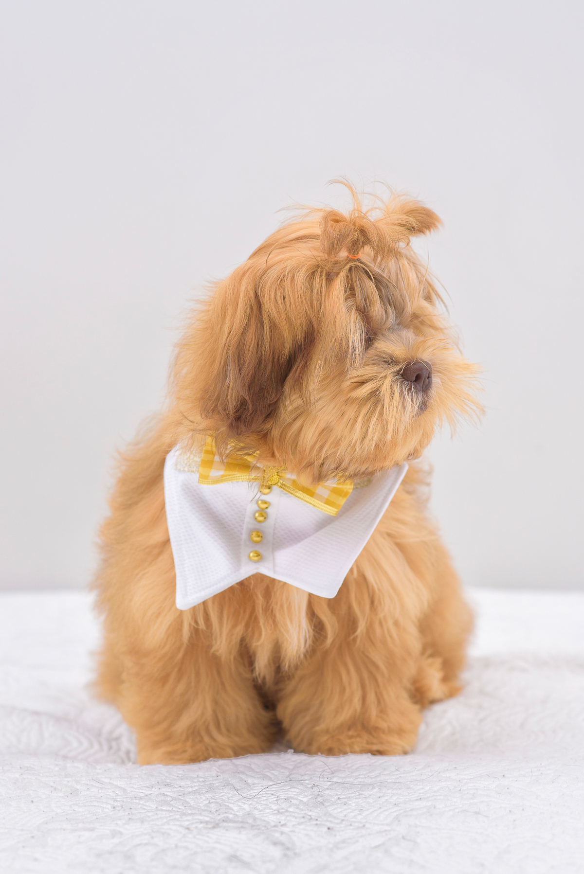 Brinque bastante com o cachorro antes de fotografá-lo