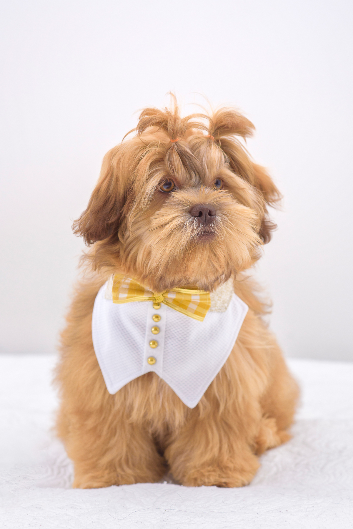 Nem sempre ao fotografar pet, ele reagirá da forma que você espera