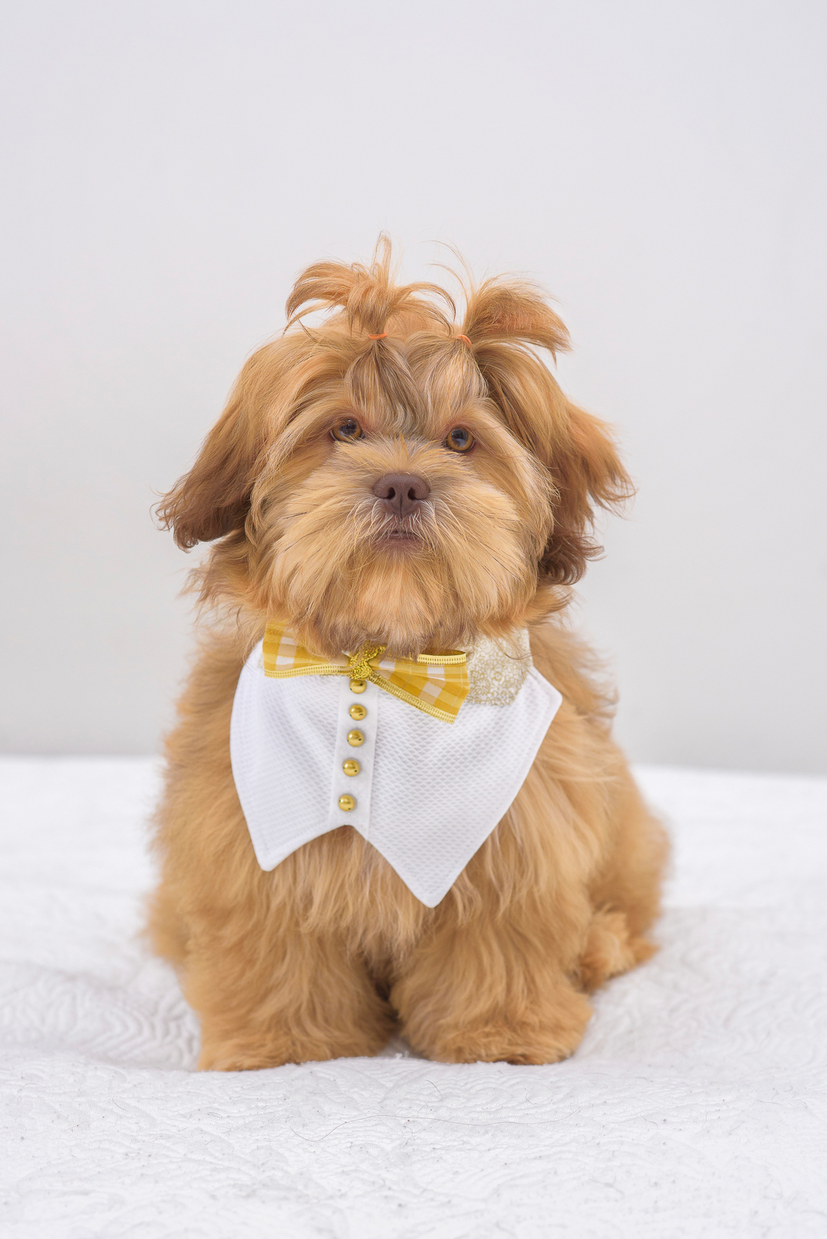 Coloque a luz sempre a favor do pet e não contra ele