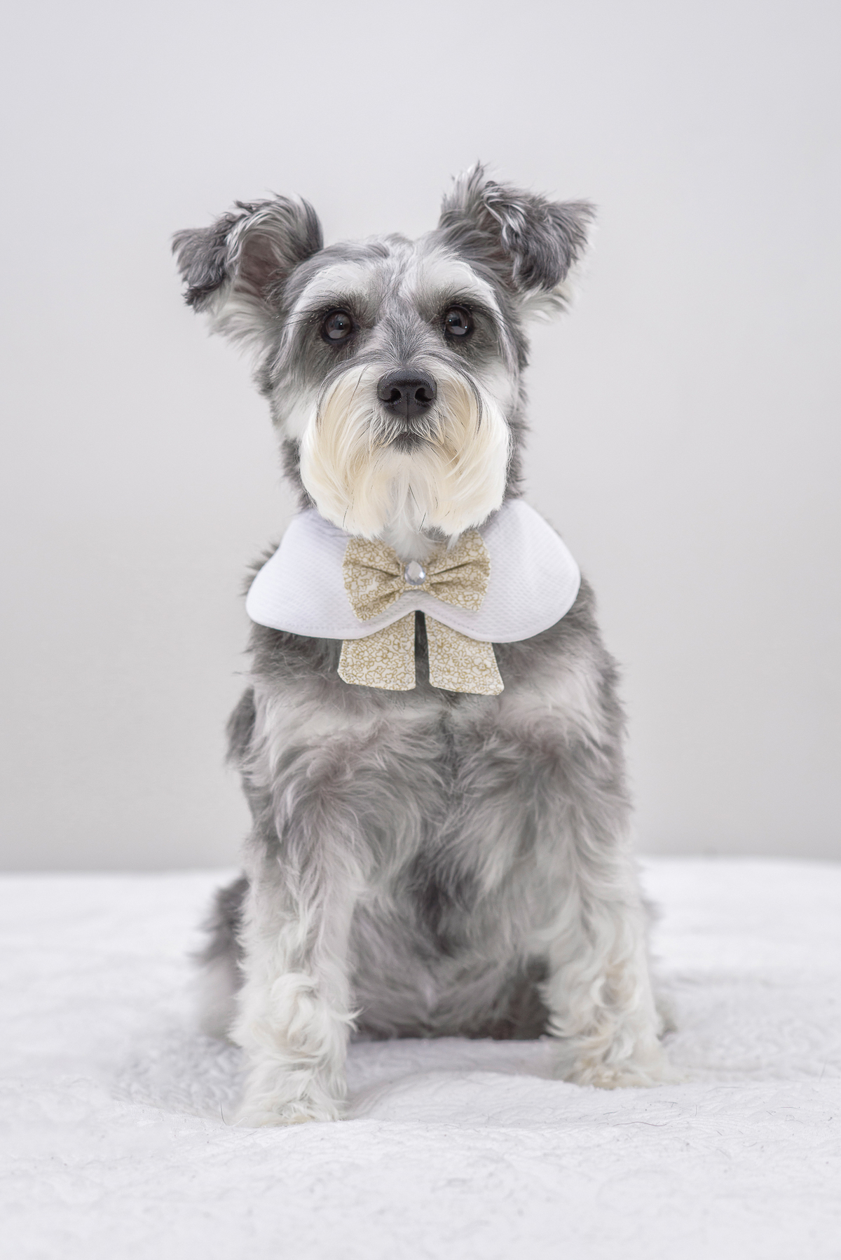 Tire fotos na altura dos olhos do pet