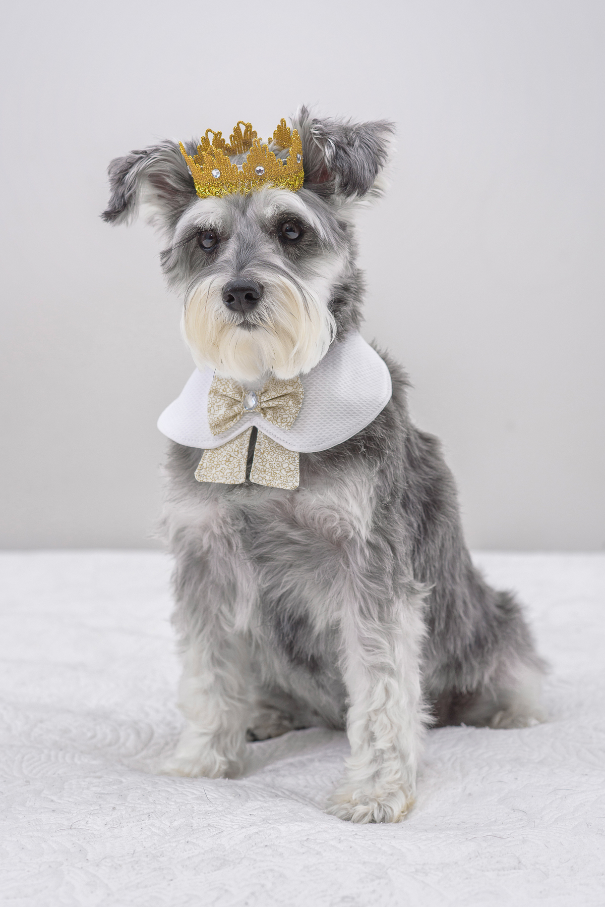 “sessão de fotos” deve ser uma atividade divertida para o pet. 