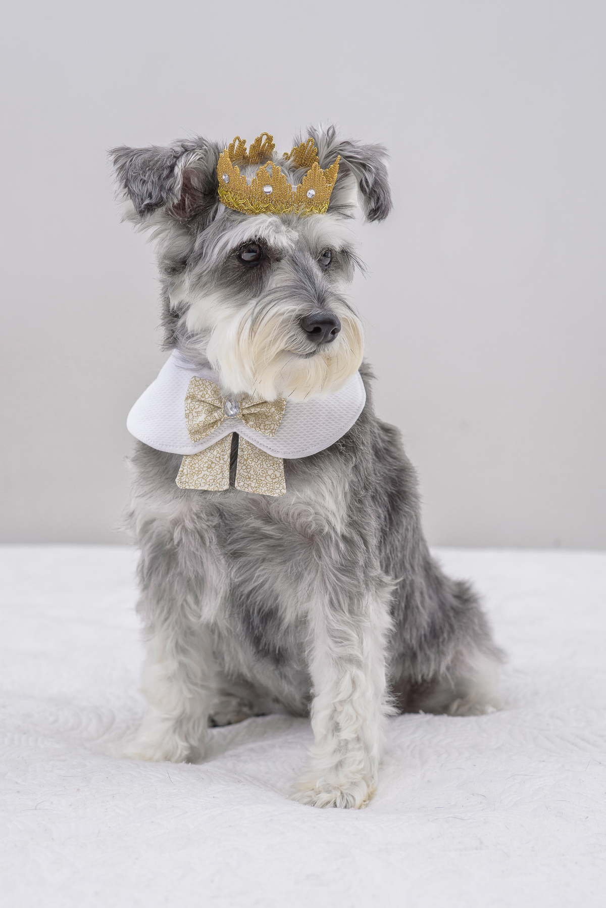 registrar os melhores momentos de seus filhotes de maneira profissional 