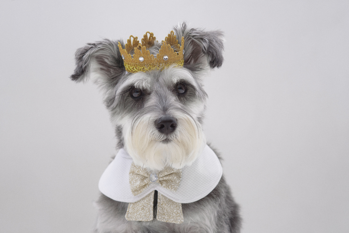  legal de fotografar cachorros é que eles olhem para a câmera