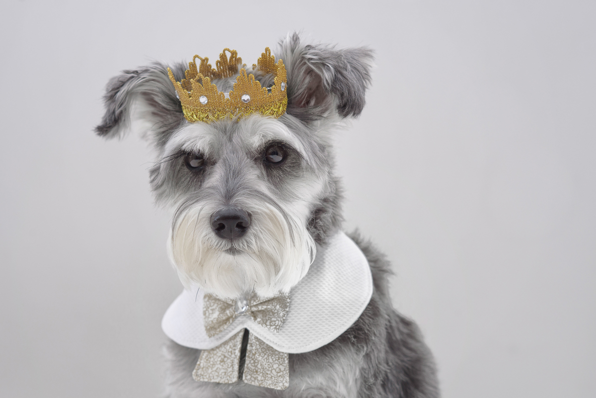 Vale chamar a atenção para as  fotos com petiscos,