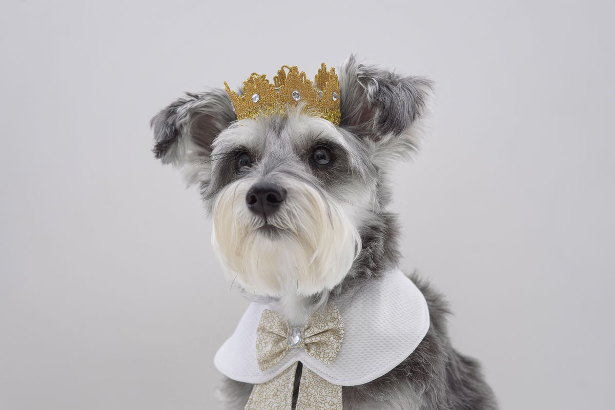 Não tenha vergonha de assobiar ou de emitir algum som engraçado para atrair a atenção da foto para você