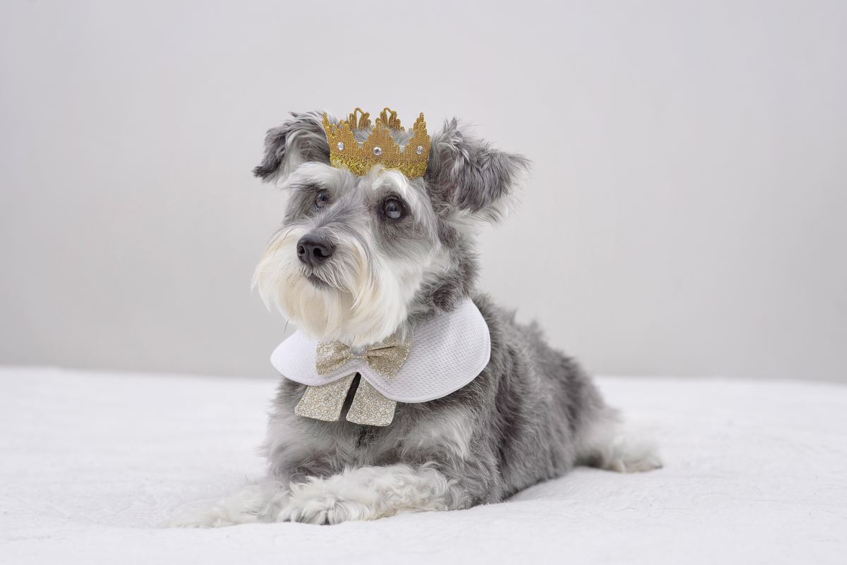 É preciso criar um vínculo com o cachorro fotografado