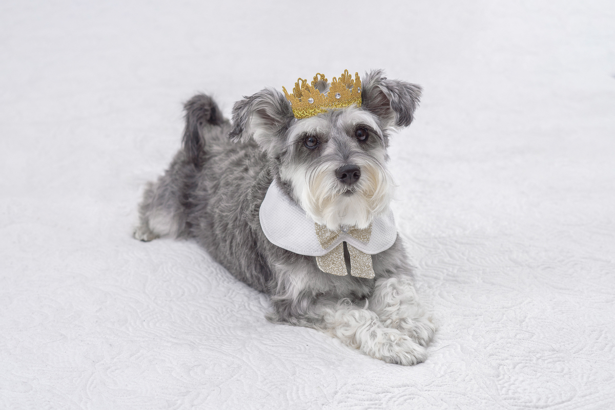 Aprendendo a fazer bons cliques do meu pet